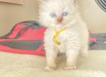 Anastasia - Ragdoll Kitten For Sale - 