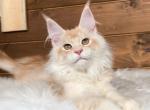 Ushki - Maine Coon Cat For Sale - Hollywood, FL, US