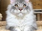 Ulan - Maine Coon Kitten For Sale - Hollywood, FL, US