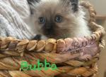 Bubba RESERVED - Balinese Kitten For Sale - CA, US