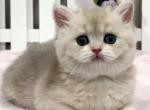 Lina - British Shorthair Kitten For Sale - Chino, CA, US