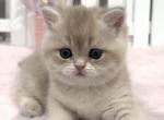 Gabi - British Shorthair Kitten For Sale - Chino, CA, US