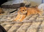 Knopa - Scottish Fold Cat For Sale - 