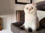 Snowman - Scottish Fold Kitten For Sale - San Mateo, CA, US