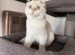 Snowman - Scottish Fold Kitten For Sale - 
