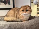 Marina - Scottish Fold Kitten For Sale - San Mateo, CA, US