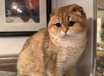 Marina - Scottish Fold Kitten For Sale - 