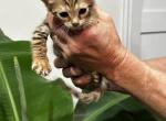Montana Savannah - Savannah Kitten For Sale - Heath, MT, US
