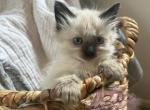 Birdie RESERVED - Balinese Kitten For Sale - CA, US