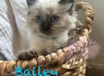 Bailey RESERVED - Balinese Kitten For Sale - CA, US