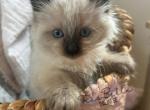Blaze RESERVED - Balinese Kitten For Sale - CA, US