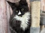 Dahlia - Maine Coon Cat For Sale - Brighton, CO, US