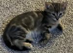 Max - Bengal Kitten For Sale - Concord, NH, US