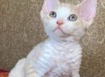 Dana_ - Devon Rex Cat For Sale - Hollywood, FL, US