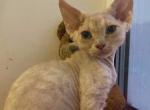 Dusya - Devon Rex Cat For Sale - Hollywood, FL, US