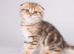 Helwig - Scottish Fold Kitten For Sale - Hollywood, FL, US