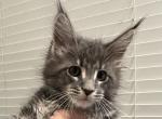 Simba - Maine Coon Kitten For Sale - Hollywood, FL, US