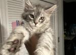 Snow - Maine Coon Kitten For Sale - Hollywood, FL, US