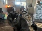 Harley litter - Domestic Kitten For Sale - Racine, WI, US