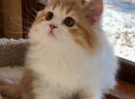 Goldie - Scottish Straight Kitten For Sale - Plymouth, MA, US