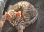 Zephyr - Bengal Kitten For Sale - Concord, NH, US