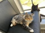 CFA registered Seraphina - Maine Coon Kitten For Sale - San Antonio, TX, US