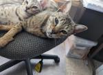 Minerva - Savannah Cat For Sale - MT, US