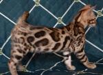 Paula - Bengal Kitten For Sale - Norwalk, CT, US