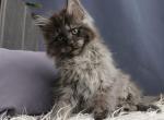 Xtreme1 - Maine Coon Kitten For Sale - Miami, FL, US