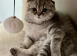 Coco - Scottish Fold Cat For Sale - New York, NY, US