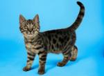 BougieBengals Durango - Bengal Kitten For Sale - Tryon, NC, US