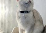 Malinka - British Shorthair Cat For Sale - Fairfax, VA, US