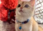 Mila - British Shorthair Cat For Sale - Gaithersburg, MD, US