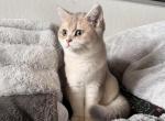 Adia - British Shorthair Kitten For Sale - San Mateo, CA, US