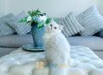 Very special kitten - British Shorthair Kitten For Sale - Maryland City, MD, US