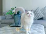 Show quality blue bi color ragdoll kitten - Ragdoll Cat For Sale - Indianapolis, IN, US