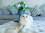 Show quality ragdoll kitty - Ragdoll Kitten For Sale - New York, NY, US