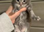 Kenzie - Maine Coon Kitten For Sale - Greensburg, IN, US