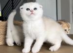 Cyrus - Scottish Fold Kitten For Sale - Seattle, WA, US