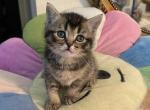 Nala - Scottish Straight Kitten For Sale - 