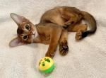 Sweet Cuper - Abyssinian Kitten For Sale - Spring Hill, FL, US