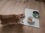 Waiting list for Scottish kittens is open - Scottish Fold Kitten For Sale - Denver, CO, US
