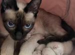 superb seven - Siamese Kitten For Sale - West Lawn, PA, US