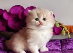 David - British Shorthair Kitten For Sale - Hollywood, FL, US