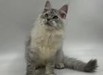 Martine_ - Maine Coon Cat For Sale - Miami, FL, US