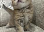 British shorthair - British Shorthair Cat For Sale - Staten Island, NY, US