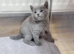 Teo Leo - Russian Blue Kitten For Sale - Norwalk, CT, US