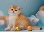 Annushka - British Shorthair Kitten For Sale - Brooklyn, NY, US