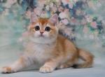 Funtik - British Shorthair Kitten For Sale - Brooklyn, NY, US