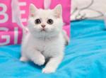 Romeo - British Shorthair Cat For Sale - Brooklyn, NY, US